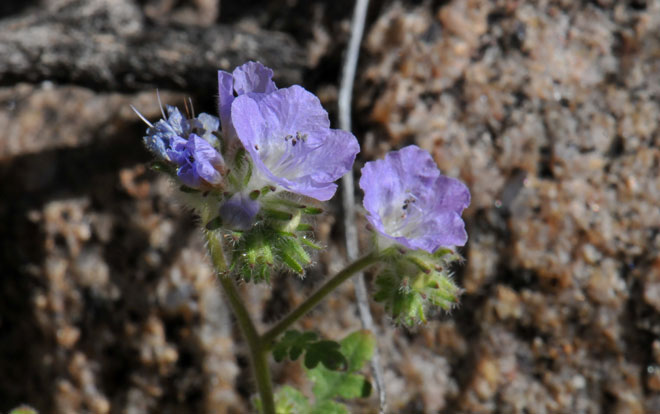 Distant Phacelia has small but attractive flowers, either blue or bright blue. The corolla is funnel- or bell-shaped and the fruit is a capsule. Phacelia distans